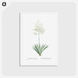 アートポストカード-Furcraea Gigantea (Mauritius Hemp) - ピエール ジョゼフ ルドゥーテ Postcard.
