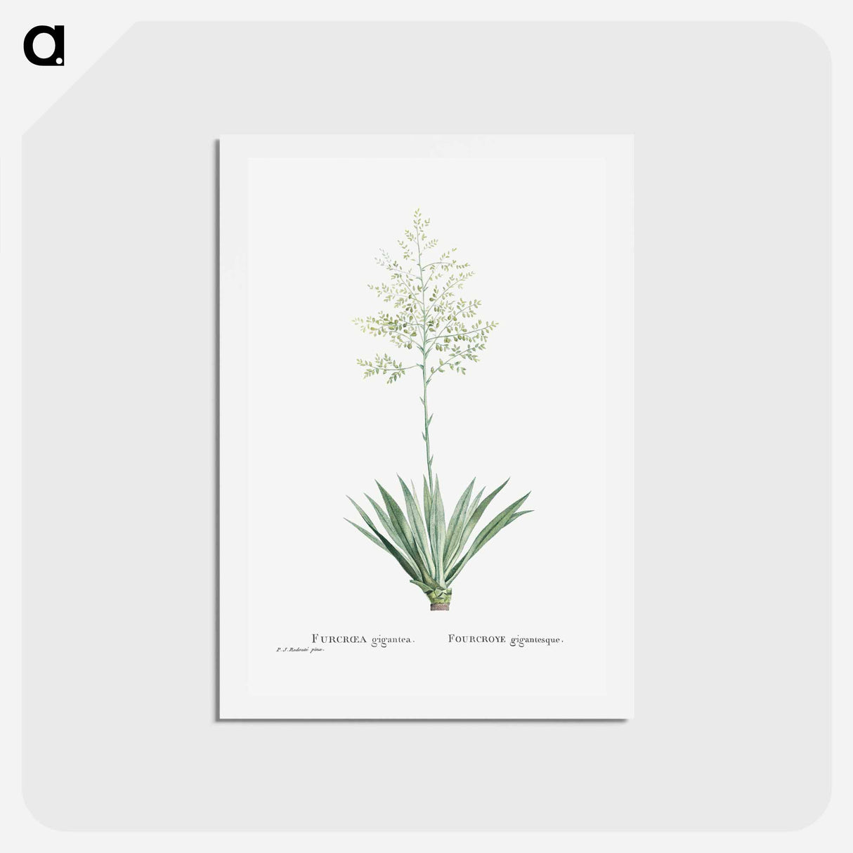 アートポストカード-Furcraea Gigantea (Mauritius Hemp) - ピエール ジョゼフ ルドゥーテ Postcard.