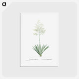 アートポストカード-Furcraea Gigantea (Mauritius Hemp) - ピエール ジョゼフ ルドゥーテ Postcard.