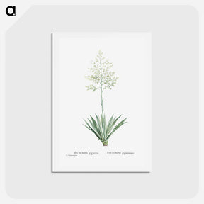 アートポストカード-Furcraea Gigantea (Mauritius Hemp) - ピエール ジョゼフ ルドゥーテ Postcard.