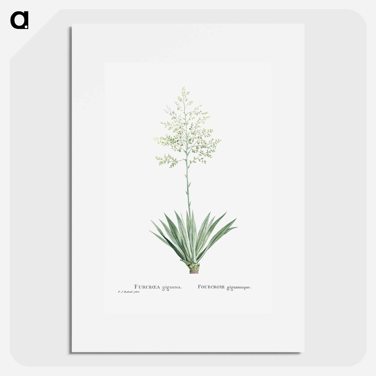 Furcraea Gigantea (Mauritius Hemp) - ピエール ジョゼフ ルドゥーテ Poster.