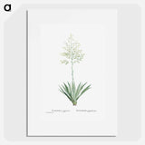 Furcraea Gigantea (Mauritius Hemp) - ピエール ジョゼフ ルドゥーテ Poster.