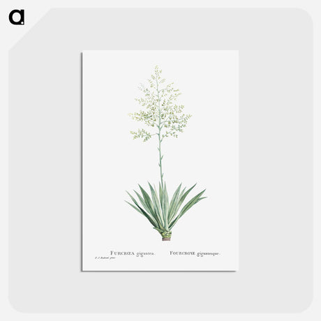 アートポストカード-Furcraea Gigantea (Mauritius Hemp) - ピエール ジョゼフ ルドゥーテ Postcard.