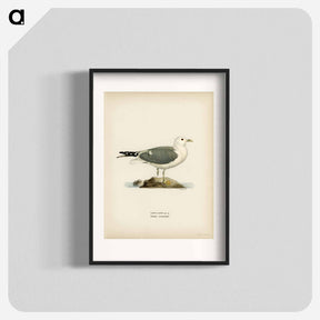 アートポスター-Common Gull
 - スヴェンスカ フォグラル Poster.