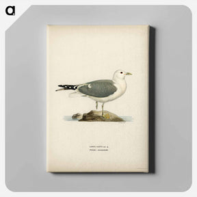 アートパネル-Common Gull
 - スヴェンスカ フォグラル Canvas.