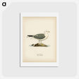 アートポストカード-Common Gull
 - スヴェンスカ フォグラル Postcard.