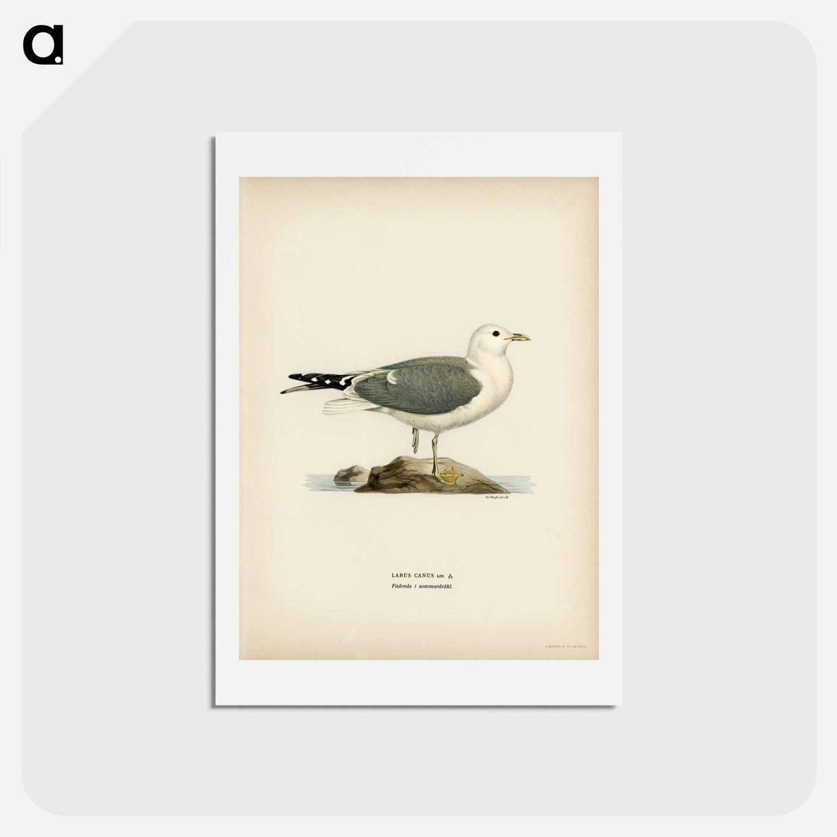 アートポストカード-Common Gull
 - スヴェンスカ フォグラル Postcard.