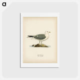 アートポストカード-Common Gull
 - スヴェンスカ フォグラル Postcard.