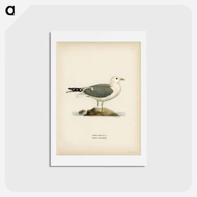 アートポストカード-Common Gull
 - スヴェンスカ フォグラル Postcard.