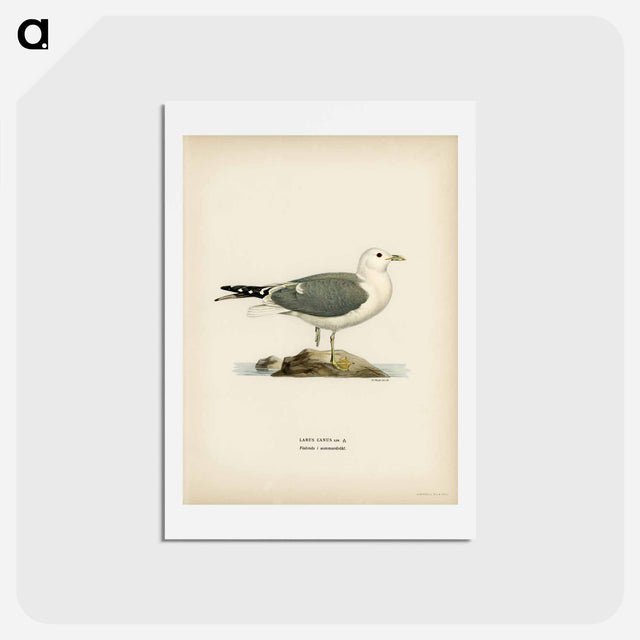 アートポストカード-Common Gull
 - スヴェンスカ フォグラル Postcard.