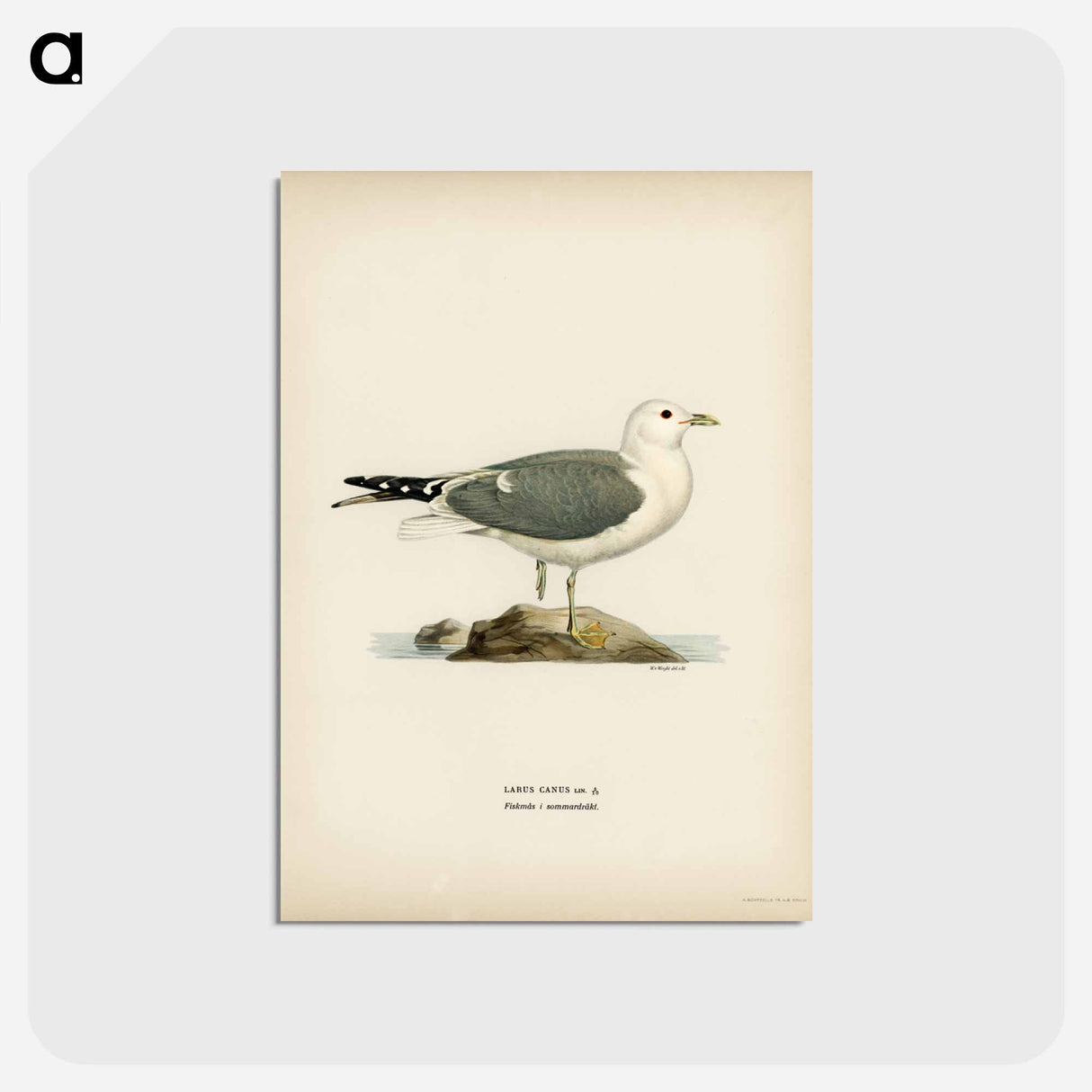 アートポストカード-Common Gull
 - スヴェンスカ フォグラル Postcard.