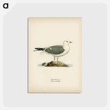 アートポストカード-Common Gull
 - スヴェンスカ フォグラル Postcard.