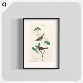 アートポスター-White throated Sparrow from Birds of America
 - アメリカの鳥たち Poster.