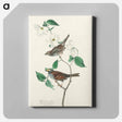 アートパネル-White throated Sparrow from Birds of America
 - アメリカの鳥たち Canvas.
