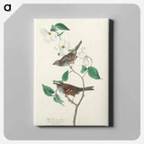 アートパネル-White throated Sparrow from Birds of America
 - アメリカの鳥たち Canvas.