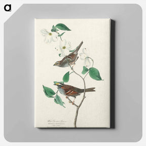 アートパネル-White throated Sparrow from Birds of America
 - アメリカの鳥たち Canvas.