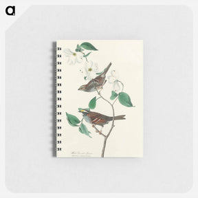 アートメモ帳-White throated Sparrow from Birds of America
 - アメリカの鳥たち Memo.