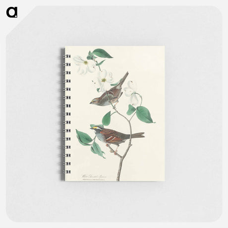 アートメモ帳-White throated Sparrow from Birds of America
 - アメリカの鳥たち Memo.