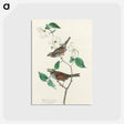 アートポストカード-White throated Sparrow from Birds of America
 - アメリカの鳥たち Postcard.