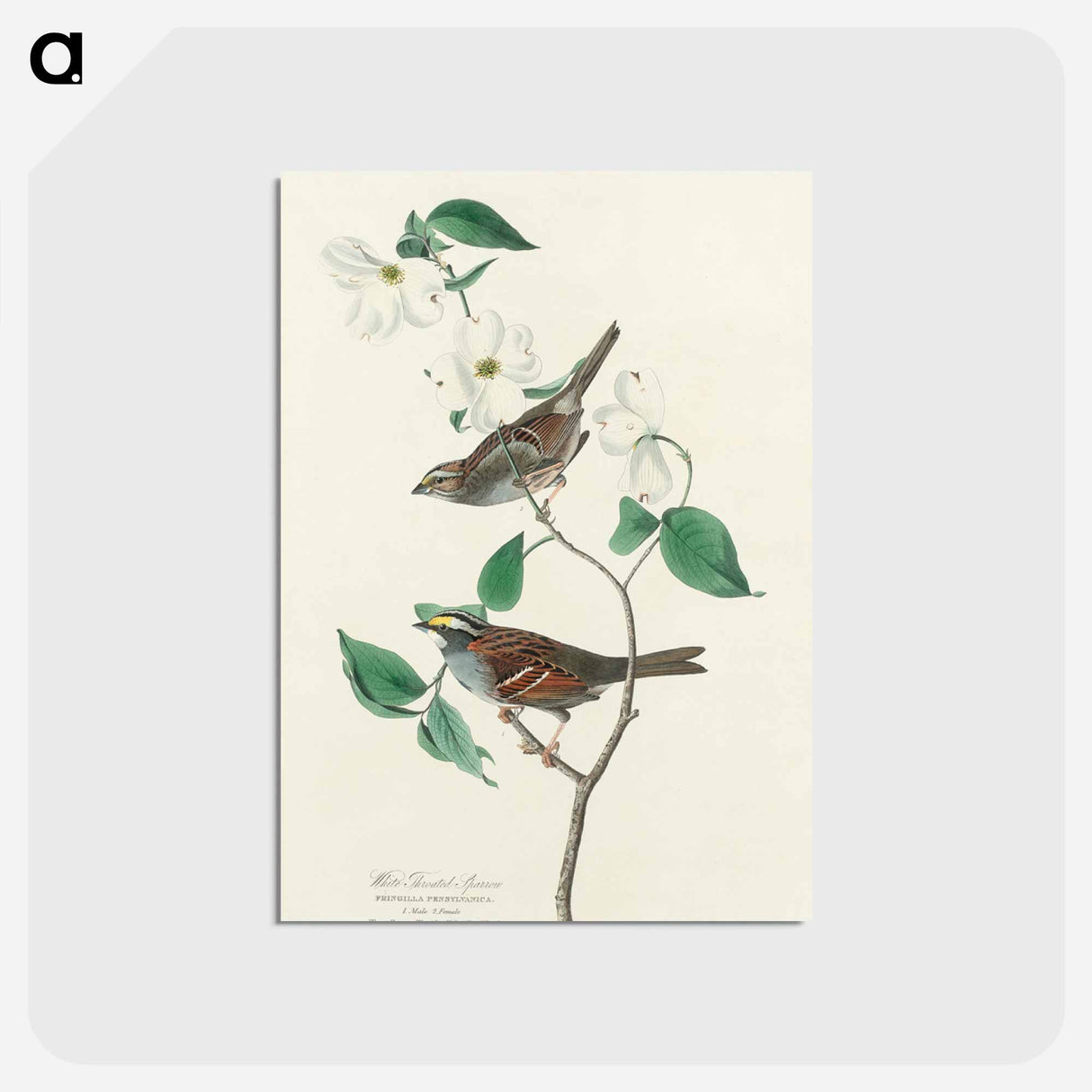 アートポストカード-White throated Sparrow from Birds of America
 - アメリカの鳥たち Postcard.