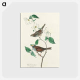 アートポストカード-White throated Sparrow from Birds of America
 - アメリカの鳥たち Postcard.