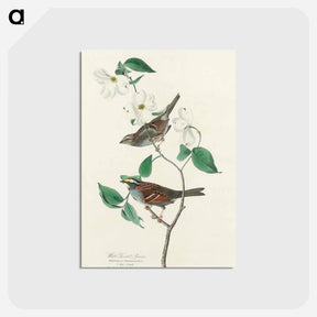 アートポストカード-White throated Sparrow from Birds of America
 - アメリカの鳥たち Postcard.