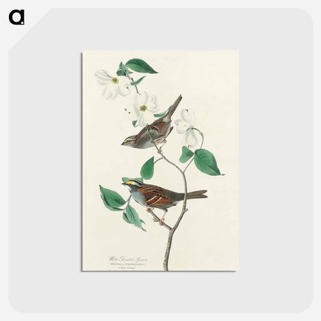 アートポストカード-White throated Sparrow from Birds of America
 - アメリカの鳥たち Postcard.