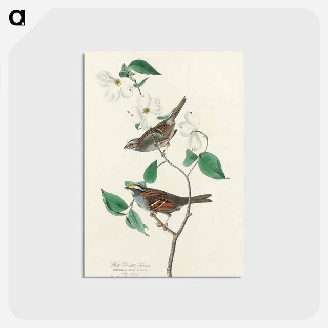 アートポストカード-White throated Sparrow from Birds of America
 - アメリカの鳥たち Postcard.