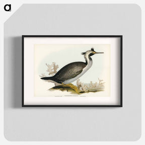 アートポスター-Spotted Cormorant
 - オーストラリアの鳥 Poster.