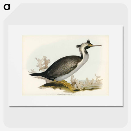 アートポスター-Spotted Cormorant
- オーストラリアの鳥 Poster.