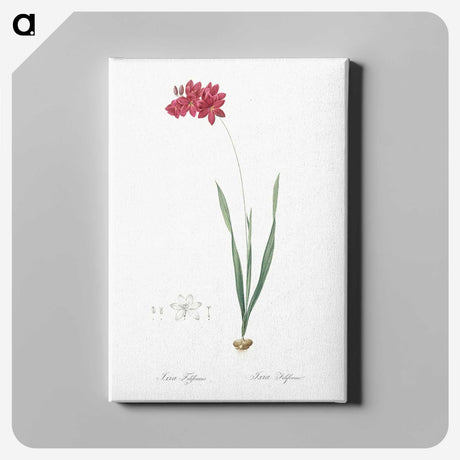 2-84_The-Lilies_canvas