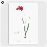 2-84_The-Lilies_picture-crop