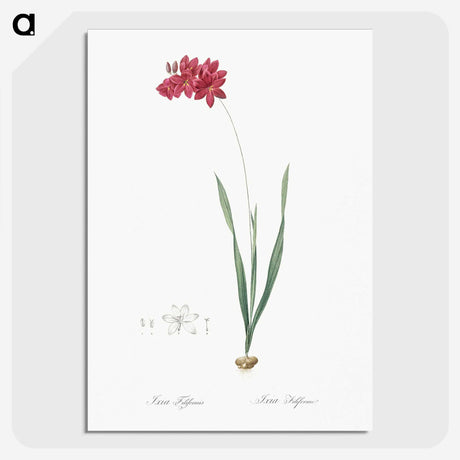 2-84_The-Lilies_picture-crop