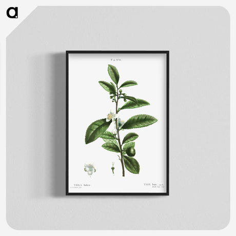 2-84_Treatise-on-Trees-and-Shrubs_blk-crop