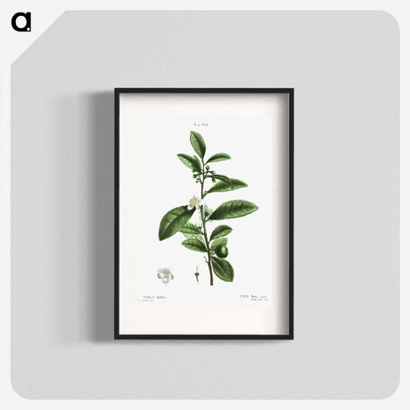 2-84_Treatise-on-Trees-and-Shrubs_blk