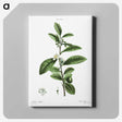 2-84_Treatise-on-Trees-and-Shrubs_canvas