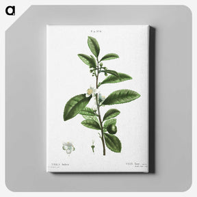 2-84_Treatise-on-Trees-and-Shrubs_canvas