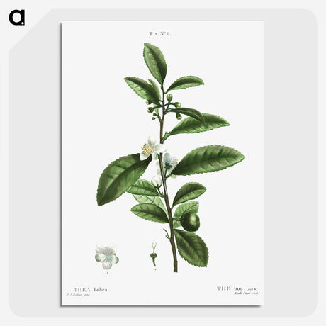 2-84_Treatise-on-Trees-and-Shrubs_picture-crop