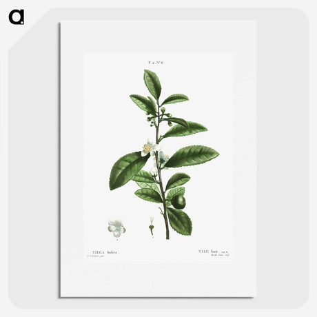 2-84_Treatise-on-Trees-and-Shrubs_picture