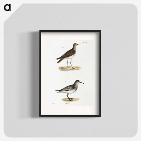 2-84_Zoology-of-New-York_blk