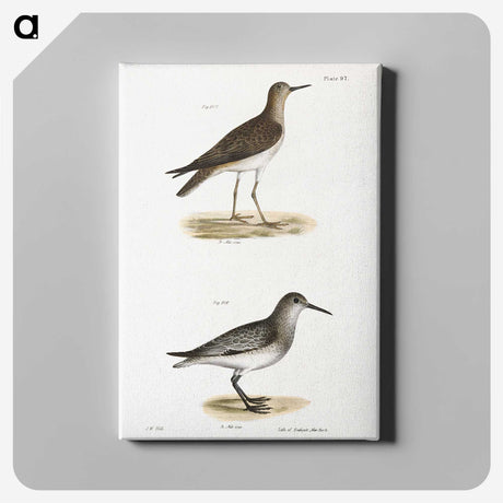 2-84_Zoology-of-New-York_canvas