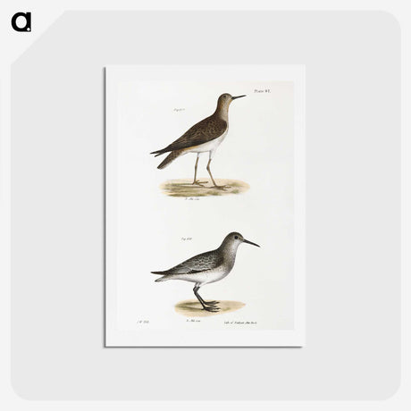2-84_Zoology-of-New-York_hagaki
