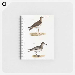 アートメモ帳-He Ruff (Tringa pugnax) 218. Red-breasted Sandpiper (Tringa canutus) illustration from Zoology of New York by - ニューヨークの動物学 Memo.