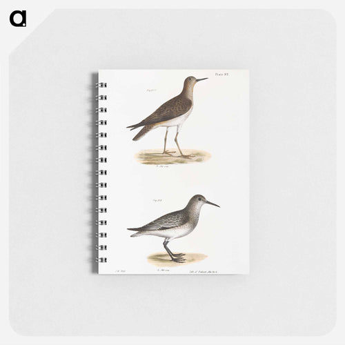 He Ruff (Tringa pugnax) 218. Red-breasted Sandpiper (Tringa canutus) illustration from Zoology of New York by - ニューヨークの動物学 Memo.