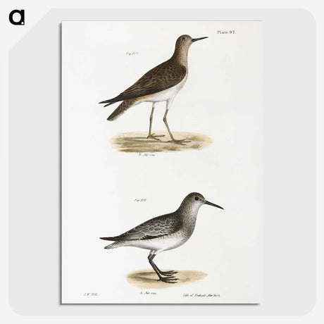 2-84_Zoology-of-New-York_picture-crop