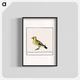 Bohemian Waxwing - アンセルムス ボエティウス デ ブート Poster.