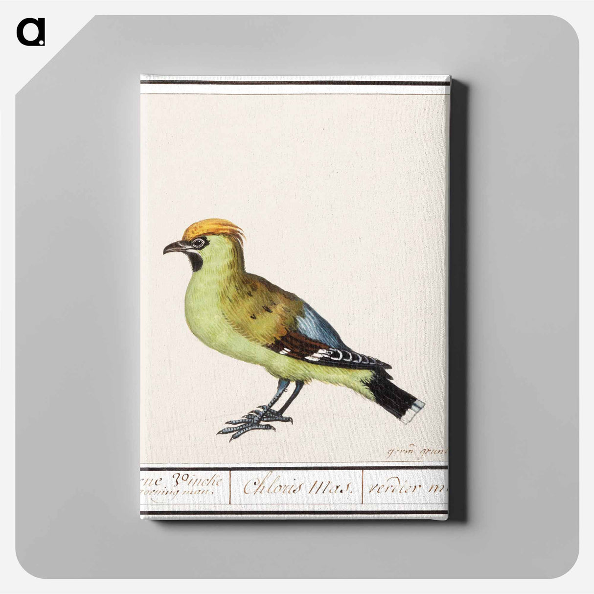 Bohemian Waxwing - アンセルムス ボエティウス デ ブート Canvas.