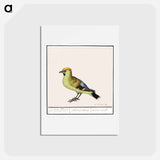 アートポストカード-Bohemian Waxwing - アンセルムス ボエティウス デ ブート Postcard.