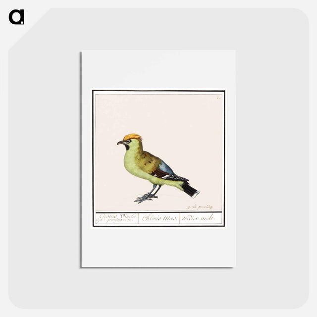 アートポストカード-Bohemian Waxwing - アンセルムス ボエティウス デ ブート Postcard.