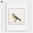 2-85_Anselmus-Boetius-de-Boodt_picture